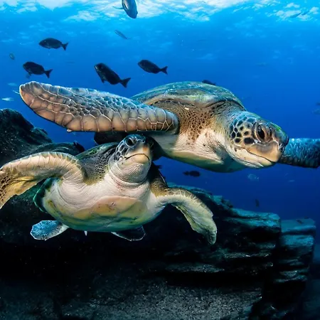 Mundo House, Playa San Marcos, Tenerife 公寓 *