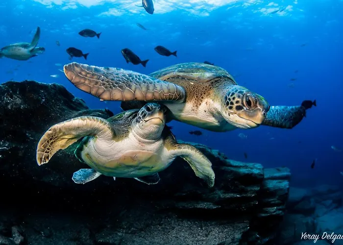 Mundo House, Playa San Marcos, Tenerife Appartement *