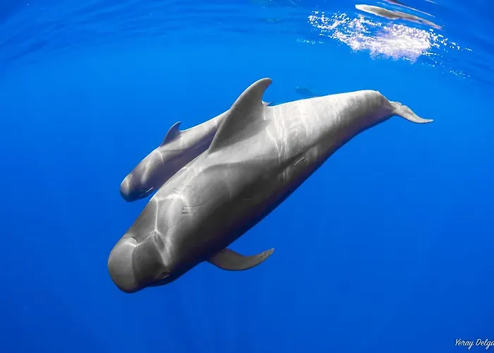 Mundo House, Playa San Marcos, Tenerife *